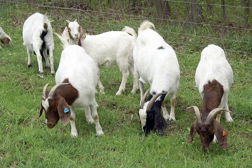 Saprai che le capre richiedono una certa conoscenza per nutrirle correttamente