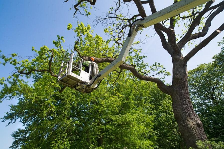 I servizi di alberi che rimuovono gli arti situati direttamente sui cavi telefonici che conducono a casa