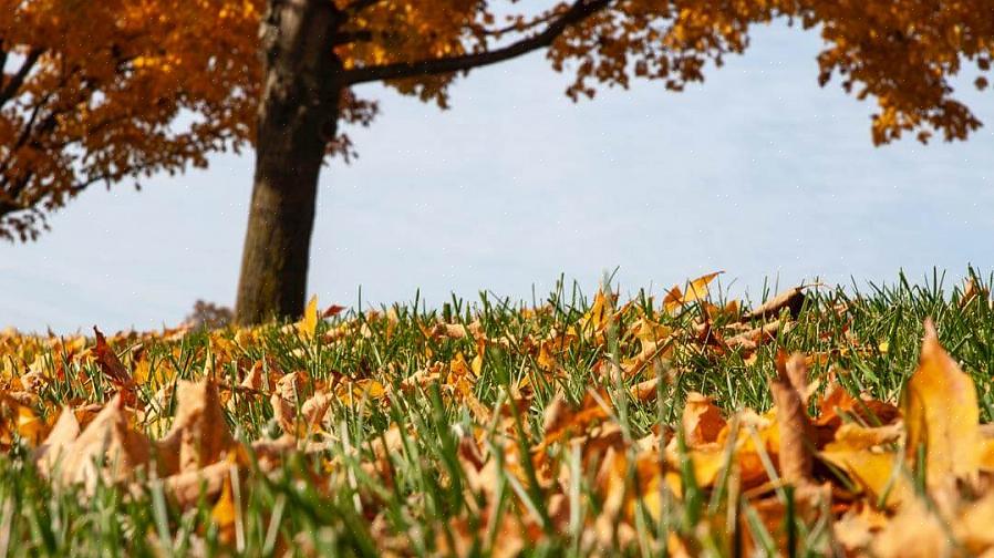 Simile alla pacciamatura delle foglie nel prato in autunno