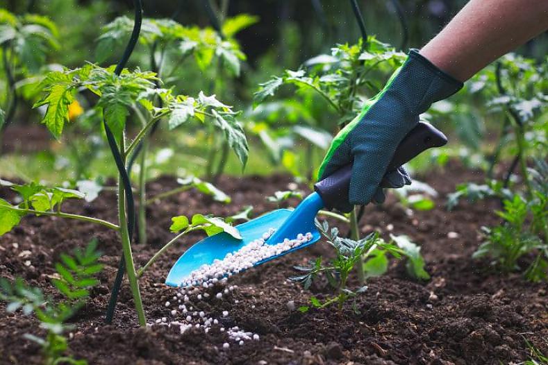 Non applicare fertilizzante diserbante se è prevista pioggia entro 24 ore