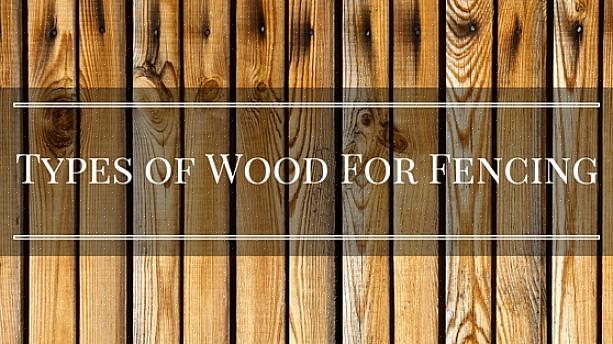 Confrontando il legname di cedro