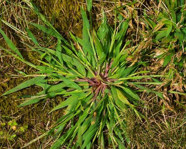 L'eradicazione di Crabgrass ha ispirato un'intera categoria di prodotti