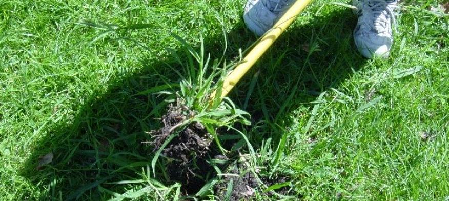 Crabgrass muore in inverno