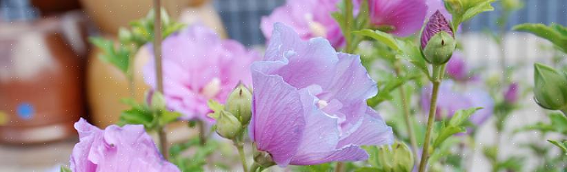 I boccioli di rosa dei fiori di Sharon possono essere danneggiati dalla siccità