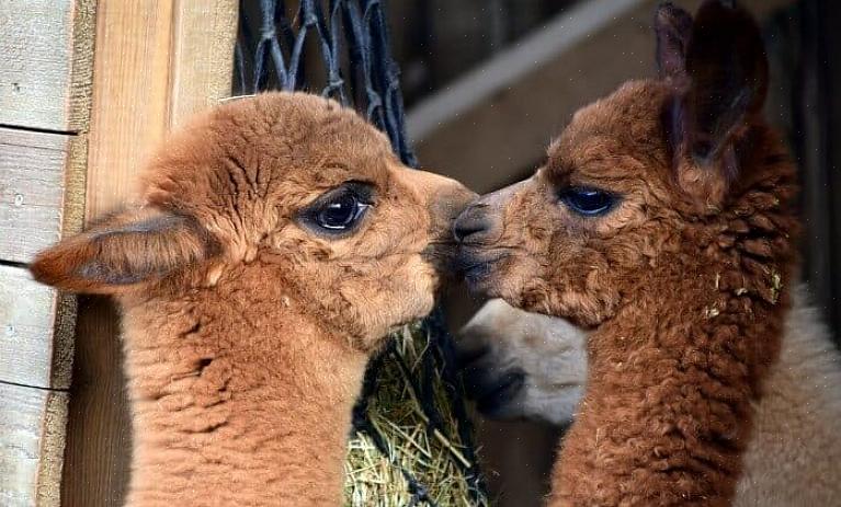 Gli alpaca stanno rapidamente guadagnando popolarità come animali da allevamento di lana
