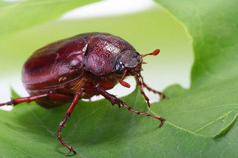 Mentre "June bug" è più popolare in alcune regioni