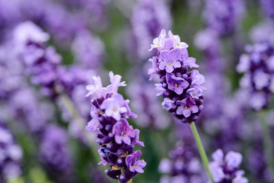 Queste piante discendono da un ibrido tra lavanda inglese