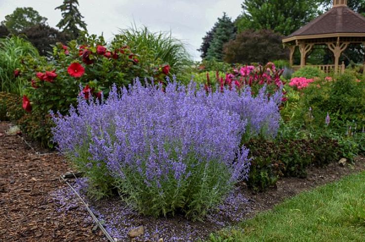 Le piante di salvia russa iniziano a fiorire lentamente