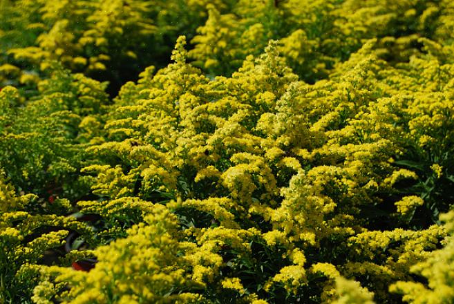 / o un rampicante da questo elenco di piante da fiore per i giardini del Michigan