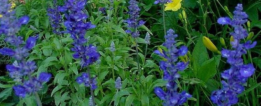 Le foglie della salvia carnosa non sono sfocate o spesse come molte altre piante di salvia