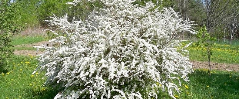 La spirea della corona nuziale è un arbusto deciduo di medie dimensioni che presenta spruzzi di piccoli