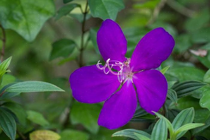 Tibouchina non è particolarmente difficile da coltivare indoor