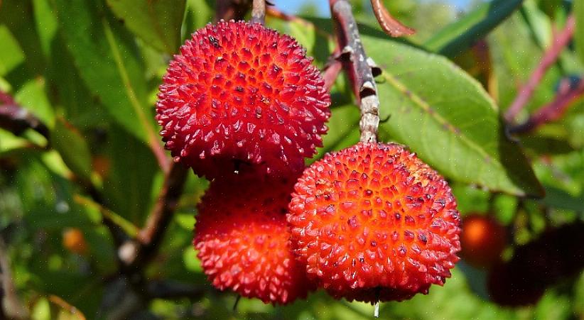 L'Arbutus unedo è anche chiamato corbezzolo di Killarney