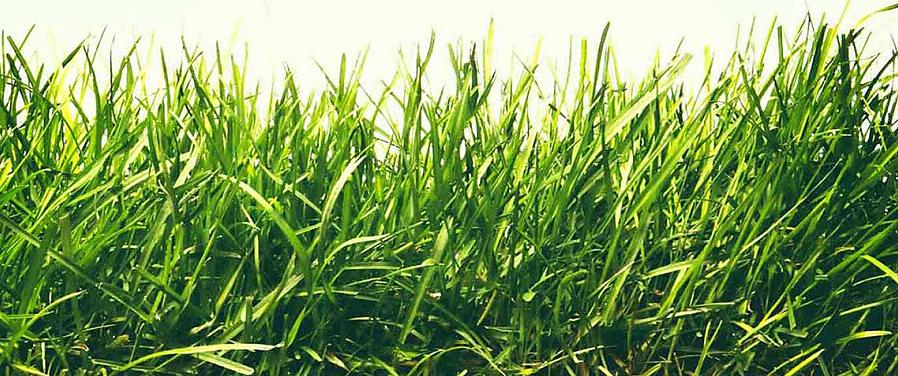 Festuca dura e festuca ovina