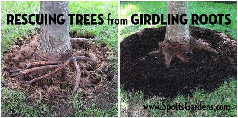 La vite agrodolce spesso cinge un albero in un modo che ricorda un pitone che strangola la sua preda