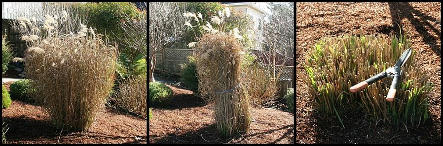 Se scegli di lasciare le tue erbe ornamentali in piedi durante l'inverno