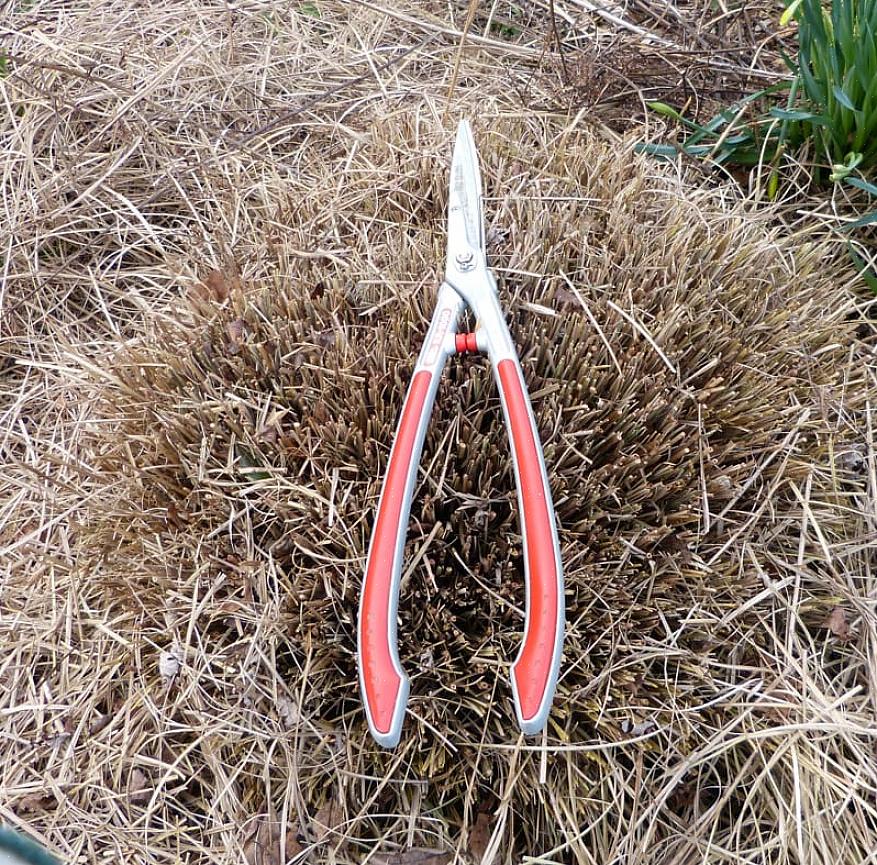 Grande impatto Quando tagliare le erbe ornamentali