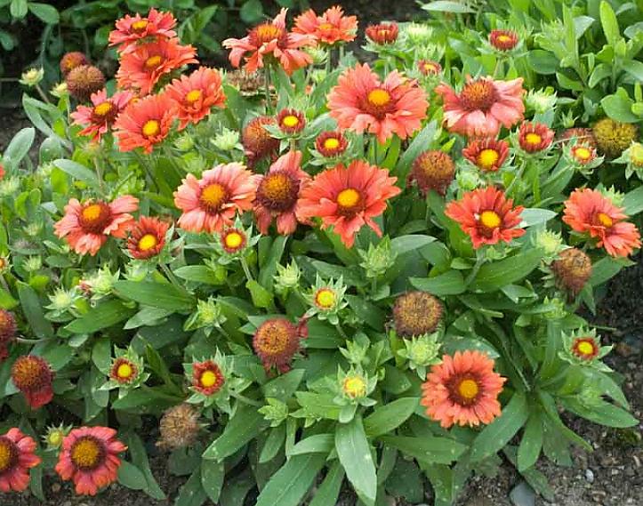 La maggior parte dei moderni fiori di coperta che coltiviamo nei nostri giardini sono l'ibrido Gaillardia