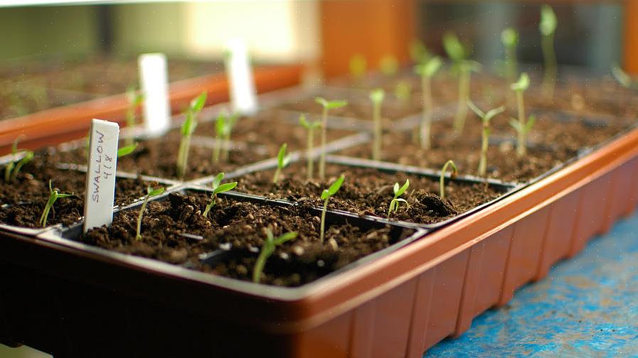 L'avvio di semi in casa richiede gli stessi elementi di base della coltivazione di piante all'aperto