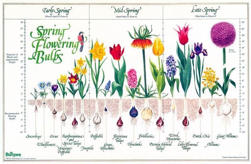 I bulbi a fioritura primaverile offrono un display colorato affidabile proprio quando ne hai più bisogno