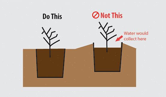 Le piante che sono almeno due zone più resistenti della tua zona di coltivazione dovrebbero essere in grado