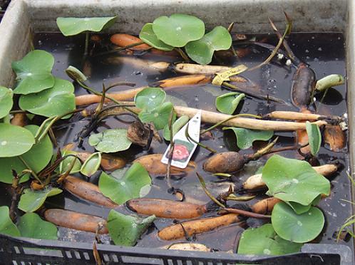 Le piante resistenti in acque poco profonde dovranno essere portate all'interno