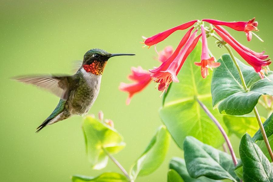 La scelta delle piante per attirare intenzionalmente i colibrì richiede di capire come si nutrono i colibrì