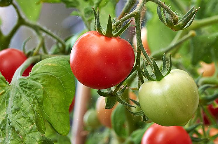 "Subarctic" produce un raccolto di 4 grammi di frutti rossi