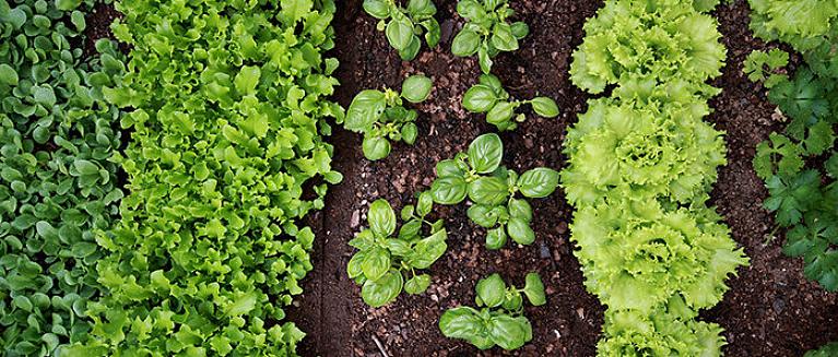 Le verdure a maturazione tardiva seminate a giugno non saranno pronte per il raccolto fino al tardo autunno