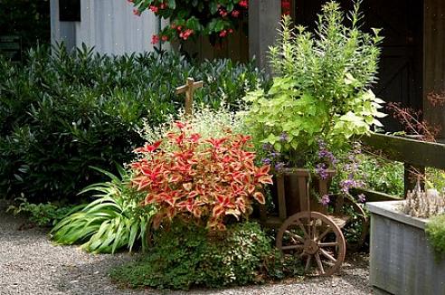 I fiori sembrano tirare un udibile sospiro di sollievo quando gli ultimi giorni canini dell'estate