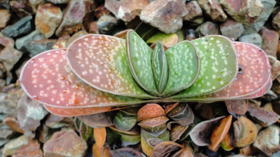 Le piante di Gasteria sono suscettibili alle infezioni fungine