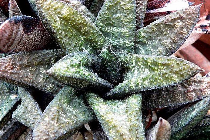 Le piante di Gasteria amano più materiale organico nel loro terreno rispetto alla maggior parte delle piante