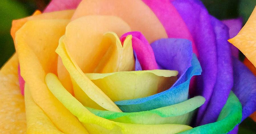 Ma è possibile coltivare una singola rosa arcobaleno