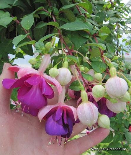 Il fucsia "Alba" è un'elegante aggiunta al giardino fiorito bianco