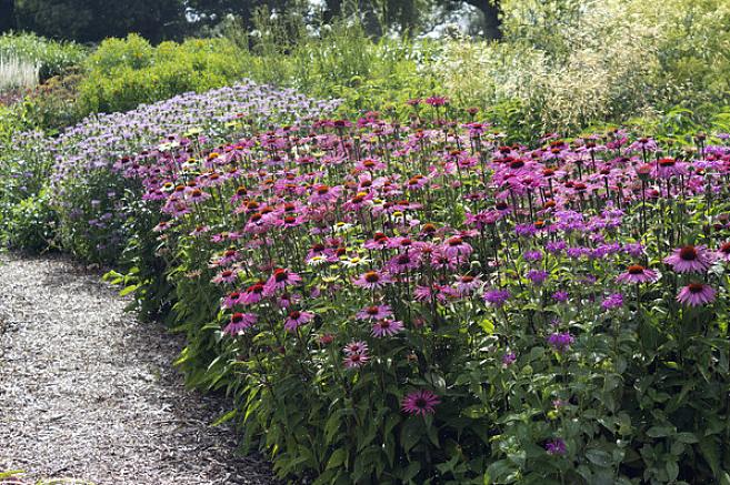 Altri bei fiori dalle foglie bordeaux da provare nel confine soleggiato includono l'ibisco resistente