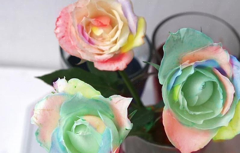 I petali delle rose arcobaleno sono stati iniettati con la tintura