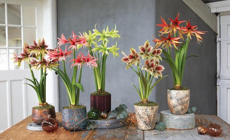 I motivi principali per cui l'Amaryllis non fiorisce sono l'assenza di periodi di riposo