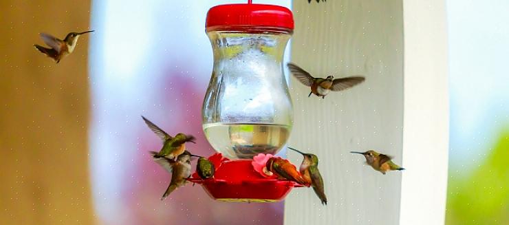 Alcuni birders possono tenere disponibili mangiatoie di riserva in modo che non ci siano ritardi nel mettere