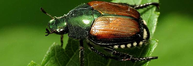 Ma i tipi comunemente usati per il controllo dei coleotteri giapponesi (Steinernema spp.) Sono