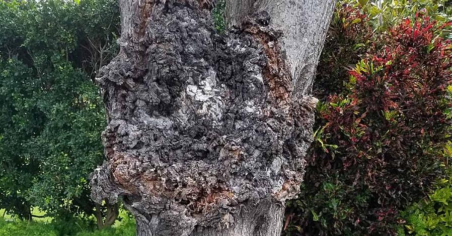 Il danno è più vistoso sugli alberi perché il fiele della corona è una malattia perenne