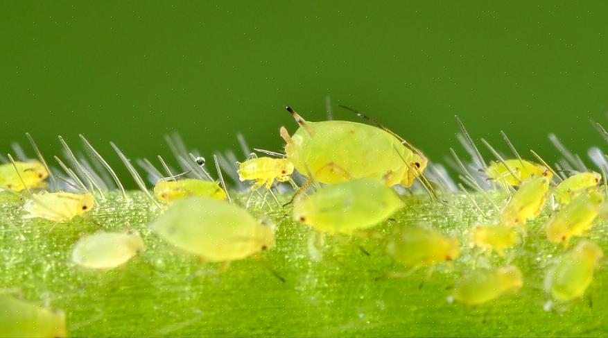 Per fare lo spray alle foglie di pomodoro