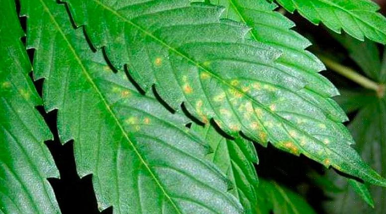 Le carenze nutrizionali delle piante spesso si manifestano come scolorimento o distorsione delle foglie
