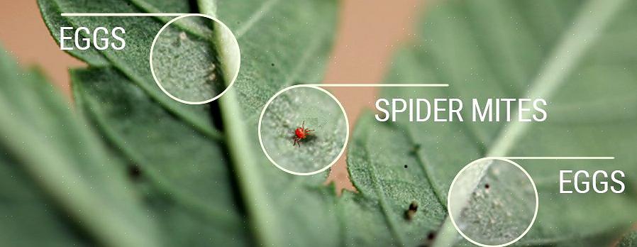 Gli acari degli alberi di ragno sono tra i parassiti più comunemente trovati nei giardini
