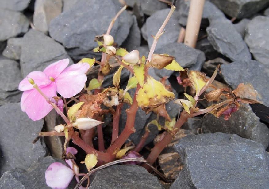 Balsam in a) Queste sono piante più alte delle comuni Impatiens