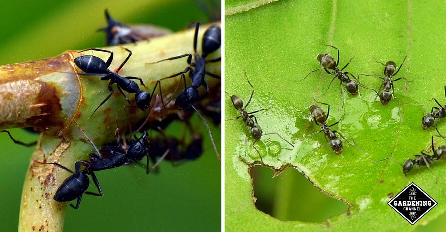 Le formiche sono aggressive