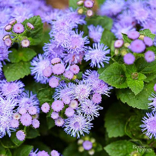 I conigli evitano tutti i tipi di piante di salvia