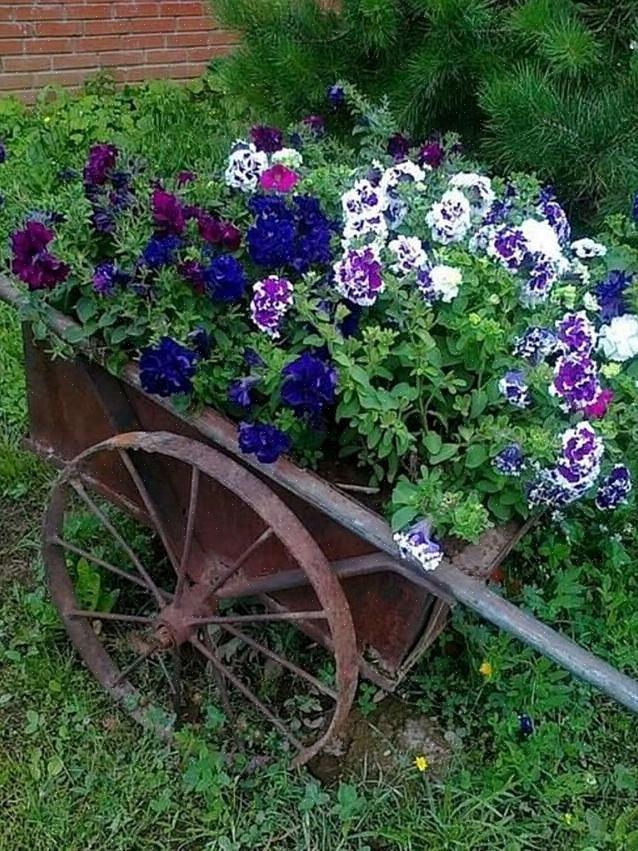 La forma dell'edera ha fiori più piccoli ma fiorisce altrettanto abbondantemente della forma eretta