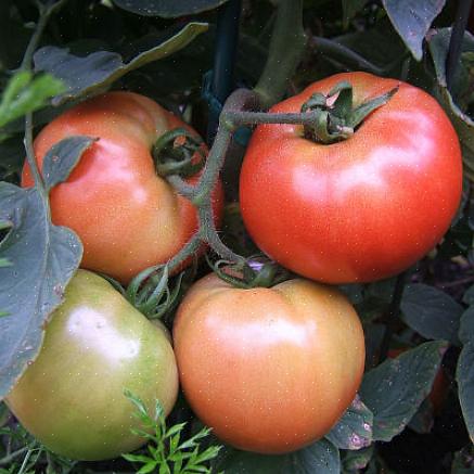 Molte persone pensano che non si possano coltivare buoni pomodori di famiglia ai tropici o nelle regioni