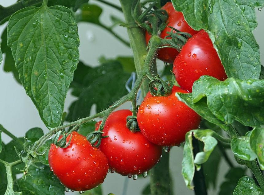 Cibo costanti sono due degli elementi più critici per piante di pomodoro sane