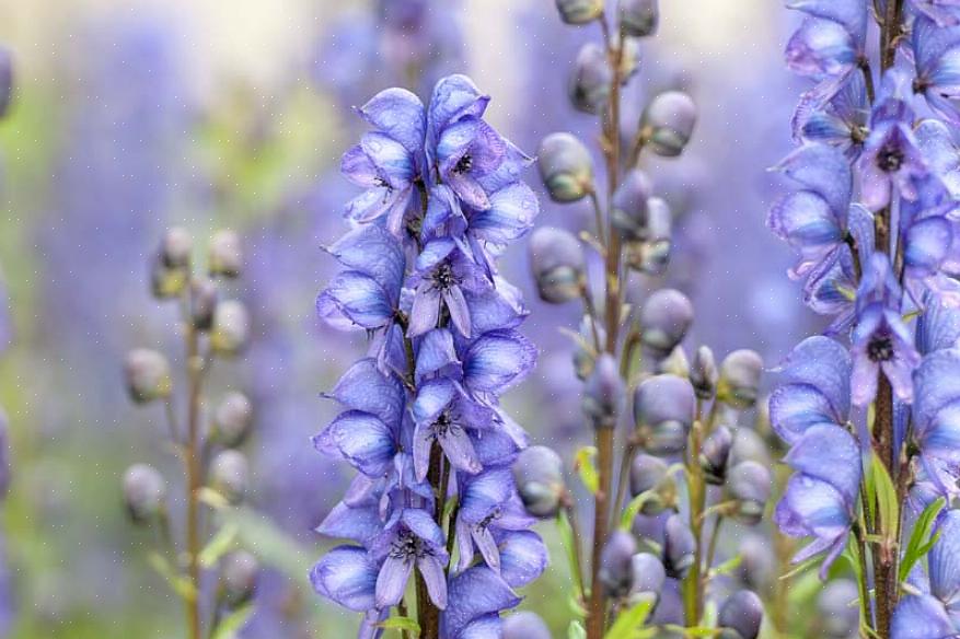 Monkshood è una pianta alta che fiorisce in tarda estate